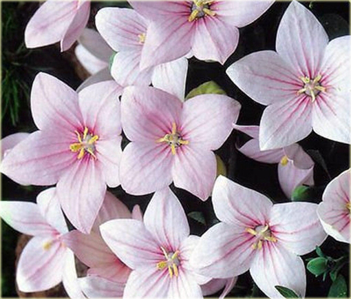 Platykodon wielokwiatowy Platycodon grandiflorum Pink Star